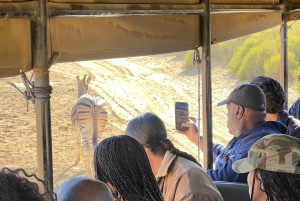 Från Kapstaden: Big Five Safari-upplevelse med lunch