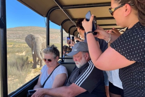 Från Kapstaden: Big Five Safari-upplevelse med lunch