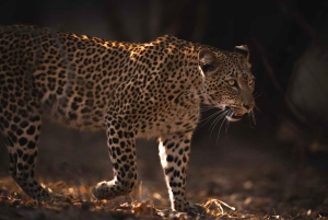 Från Kapstaden: Big Five Safari-upplevelse med lunch