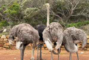 Från Kapstaden: Big Five Safari-upplevelse med lunch