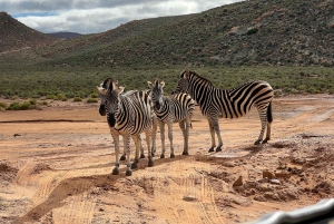 Från Kapstaden: Big Five Safari-upplevelse med lunch