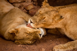 Från Kapstaden: Big Five Safari-upplevelse med lunch
