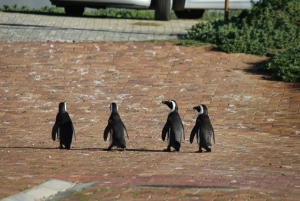 Cabo Agulhas, Hermanus y Pingüinos de Stoney point, tour de día completo