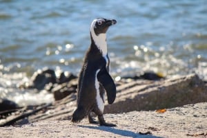 Excursão de dia inteiro ao Cabo Agulhas, Hermanus e Pinguins de Stoney Point