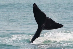 From Cape Town: Cape Agulhas, Penguins, Wine Tasting Tour