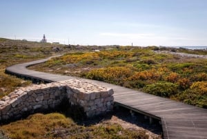 From Cape Town: Cape Agulhas, Penguins, Wine Tasting Tour