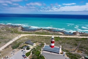 From Cape Town: Cape Agulhas, Penguins, Wine Tasting Tour