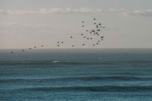 From Cape Town: Cape Agulhas, Penguins, Wine Tasting Tour