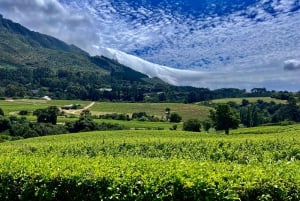 From Cape Town: Cape Agulhas, Penguins, Wine Tasting Tour