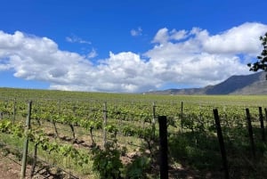 Au départ du Cap : Cap Agulhas, pingouins, dégustation de vin