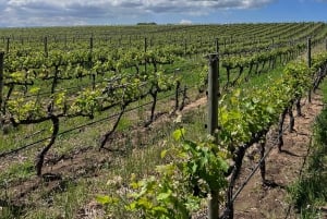 Au départ du Cap : Cap Agulhas, pingouins, dégustation de vin