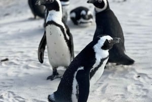 Au départ du Cap : Cap Agulhas, pingouins, dégustation de vin