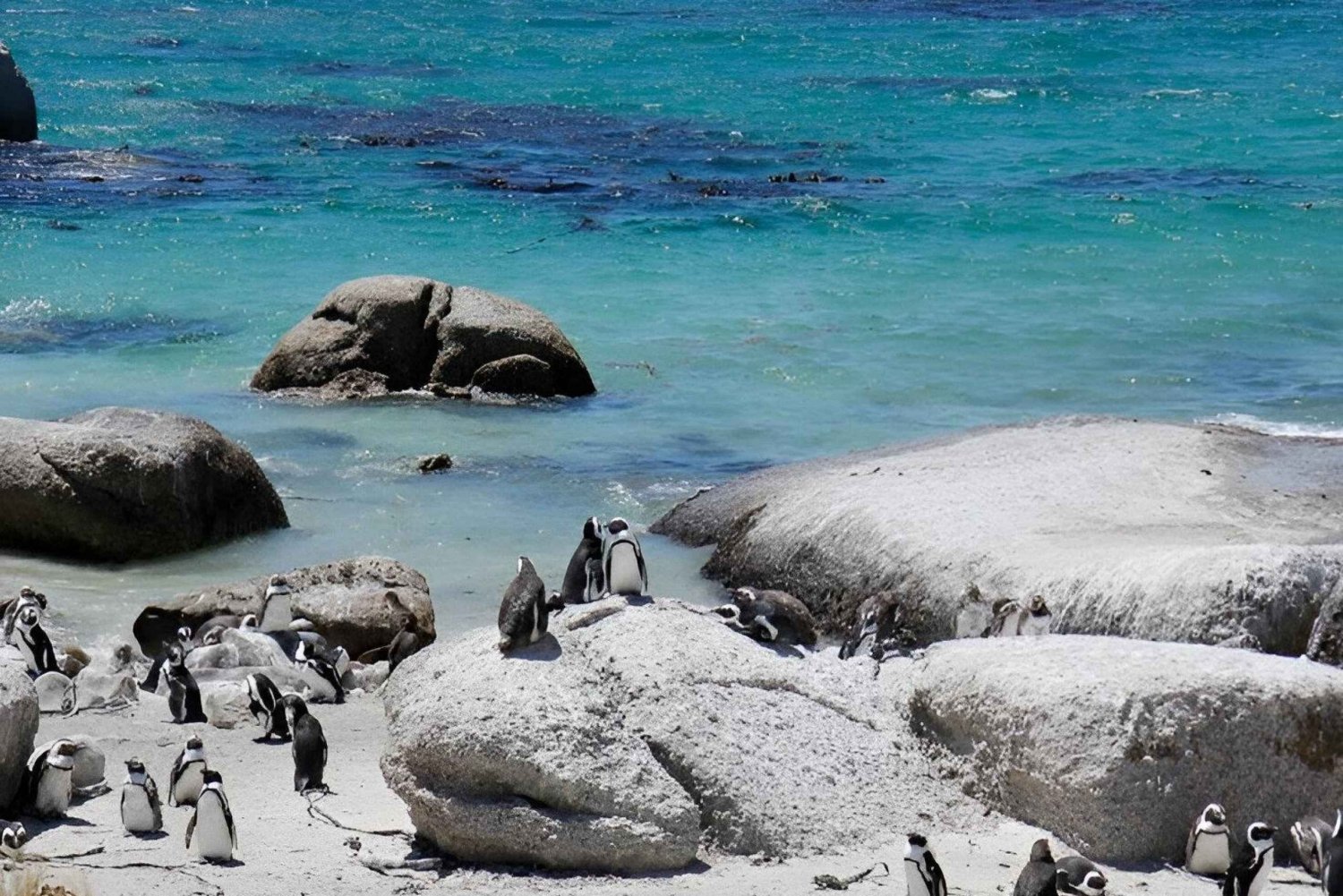Fra Cape Town: Cape of Good Hope og guidet tur med pingviner