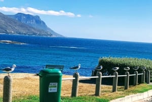 Kapstaden: Godahoppsudden och pingvinerna - guidad dagsutflykt