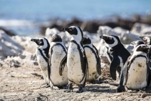 Au départ du Cap : Circuit partagé Cap de Bonne Espérance et pingouins