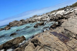 Vanuit Kaapstad: gedeelde tour Kaap de Goede Hoop en Penguins