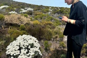 Fra Cape Town: Kap det Gode Håb og pingviner - delt tur