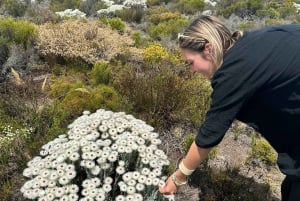 Fra Cape Town: Cape of Good Hope and Penguins Shared Tour