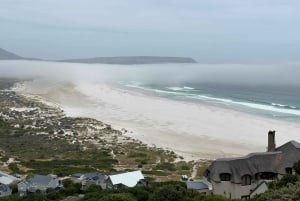 Cape Town: Kap Det Gode Håb og pingviner - heldagstur med guide
