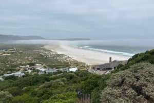 Da Cidade do Cabo: Excursão Compartilhada Cabo da Boa Esperança e Pinguins