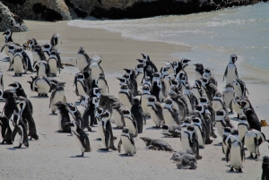 From Cape Town: Cape of Good Hope Tour and Penguin Viewing