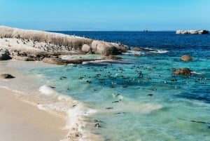 Kapkaupungista: Cape Peninsula & Boulders Penguin Beach Tour (Kapin niemimaa & Boulders Penguin Beach Tour)