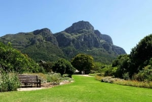 Ab Kapstadt: Geführte Ganztagestour auf der Kaphalbinsel