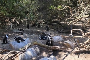 Kapstaden: Privat tur på Kaphalvön