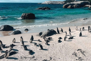 Cape Town: Jeep-safari-eventyr på Kaphalvøen