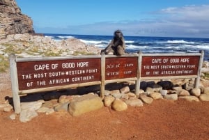 Au départ du Cap : visite d'une jounée de Cape Point et Boulders Beach