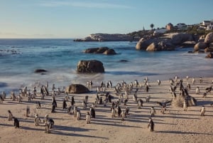 Da Cidade do Cabo: Excursão de dia inteiro a Cape Point e Boulders Beach