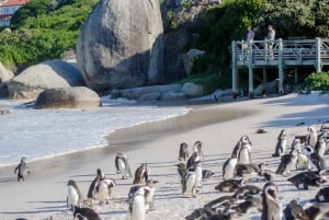 Au départ du Cap : visite d'une jounée de Cape Point et Boulders Beach