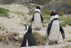 Cape Point and Boulders Beach Full-Day Tour
