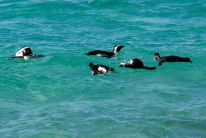 From Cape Town: Cape Point and Boulders Beach Full-Day Tour