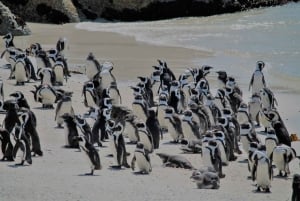 Desde Ciudad del Cabo: Excursión de día completo a Cape Point y Boulders Beach