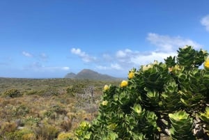 Z Kapsztadu: Wycieczka rowerowa po Parku Narodowym Cape Point