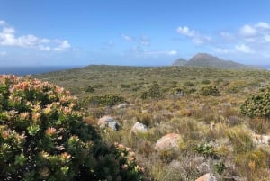 Kapkaupungista: Cape Pointin kansallispuiston sähköpyöräretki