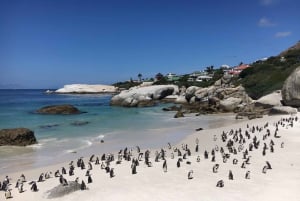 Из Кейптауна: Кейп-Пойнт, пингвины и дегустация вин