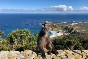 Desde Ciudad del Cabo: Punta del Cabo, pingüinos y cata vino
