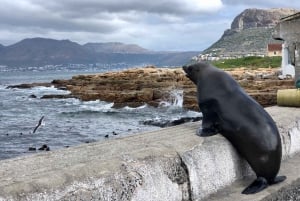 Fra Cape Town: Cape Point, pingviner og vinsmakingstur