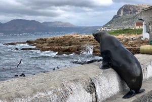 From Cape Town: Cape Point, Penguins And Wine Tasting Tour