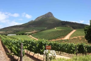 Da Città del Capo: tour privato di un'intera giornata a Cape Winelands