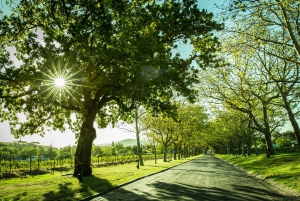 A partir da Cidade do Cabo: Excursão particular de 1 dia pelas vinhas do Cabo