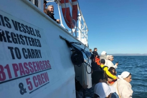 Tour particular: Hermanus - Experiência de observação de baleias em um barco