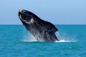 Privat tur: Hermanus - bådbaseret hvalsafari-oplevelse