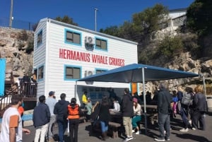 Privat tur: Hermanus - båtbaserad valskådningsupplevelse