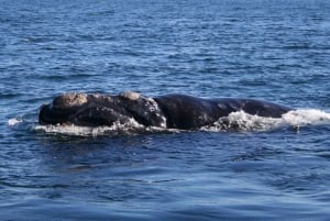 Wycieczka prywatna: Hermanus - obserwacja wielorybów z łodzi