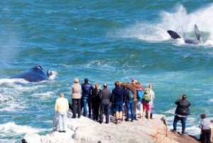 Частный тур в Херманус - наблюдение за китами (забронируйте сейчас!)
