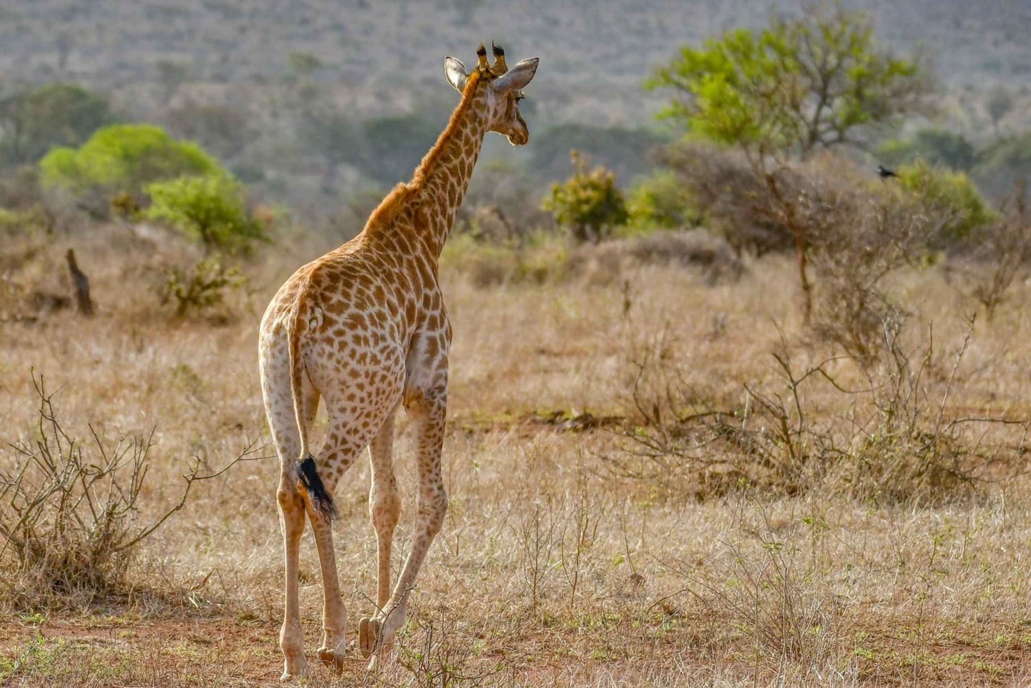 Big 5: safari di 1 giorno con pranzo da Città del Capo