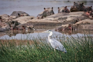 From Cape Town: Full-Day Big 5 Game Drive Safari with Lunch